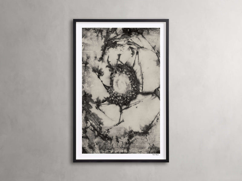 Anemone Impressions Framed Print